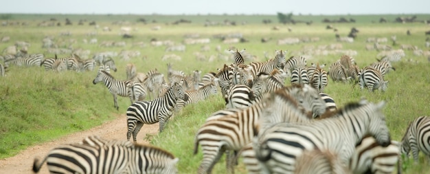 Stado zebr na równinie serengeti