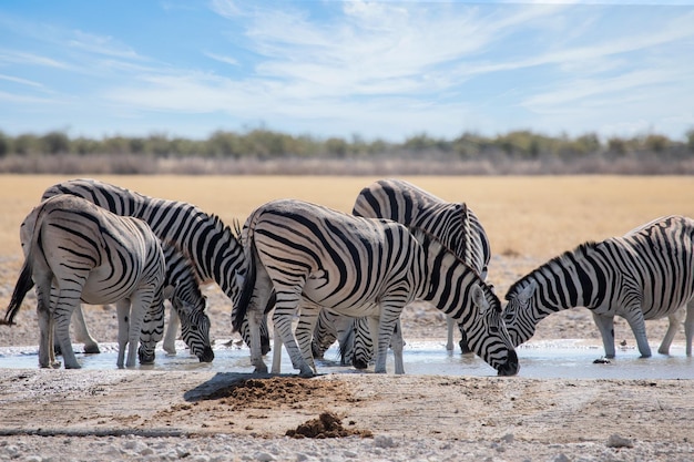 Stado zebr pije wodę w wodopoju na wolności
