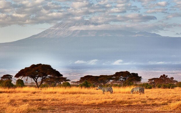 Zdjęcie stado zebr przed kilimandżaro