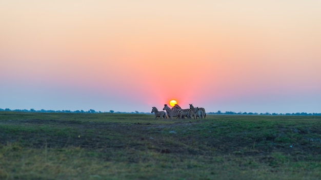 Stado zebry chodzi w krzaku w backlight przy zmierzchem. Malownicze kolorowe światło słoneczne na horyzoncie. Wildlife Safari w afrykańskich parkach narodowych i rezerwatach dzikiej przyrody.