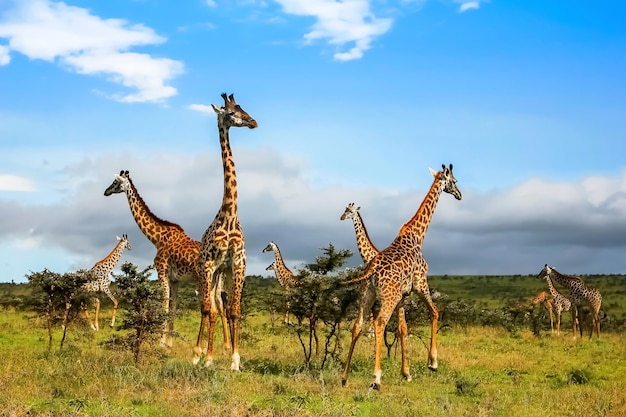 Stado żyraf w afrykańskiej sawannie Parku Narodowego Serengeti w Tanzanii