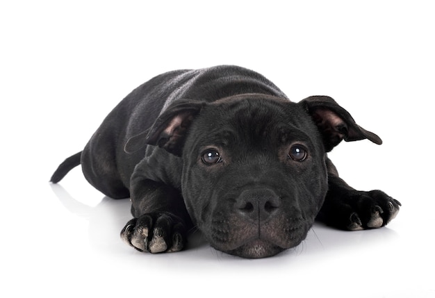 Staffordshire bull terrier na białym tle