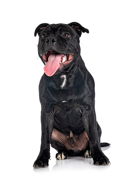 Staffordshire bull terrier na białym tle