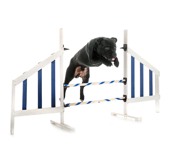 Staffordshire bull terrier na białym tle