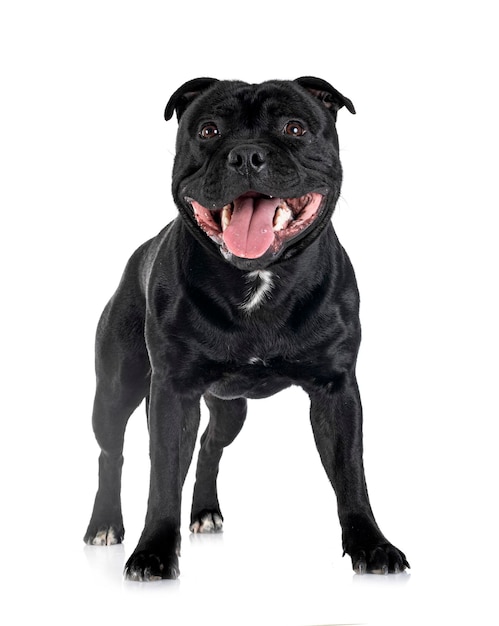 Staffordshire bull terrier na białym tle