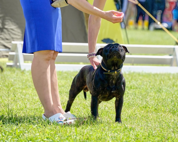 Staffordshire Bull Terrier patrzy na rękę z jedzeniem podczas treningu