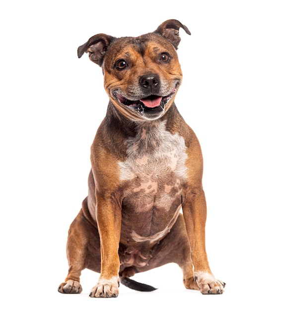 Staffordshire Bull Terrier siedzący i wyglądający na szczęśliwego z otwartymi ustami i wyciągniętym językiem izolowany na białym