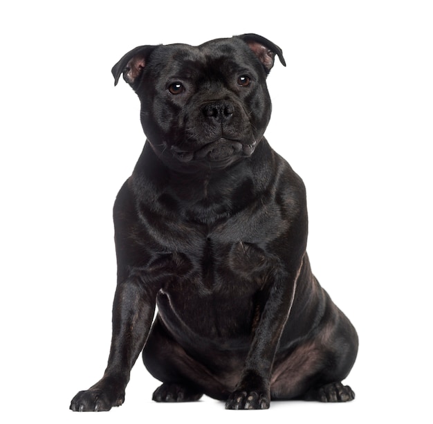 Staffordshire Bull Terrier siedzi