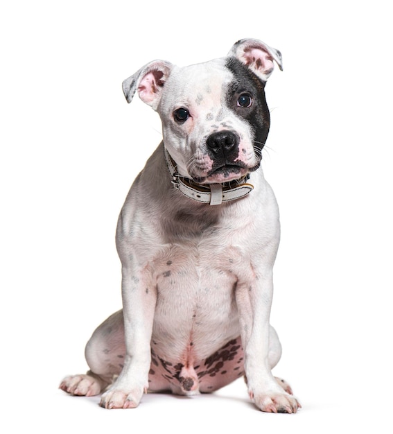 Staffordshire bull terrier z kołnierzem na białym tle