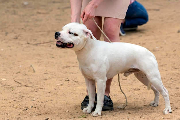 Staffordshire Bull Terrier znany również jako Staffy lub Stafford Na wystawie psów