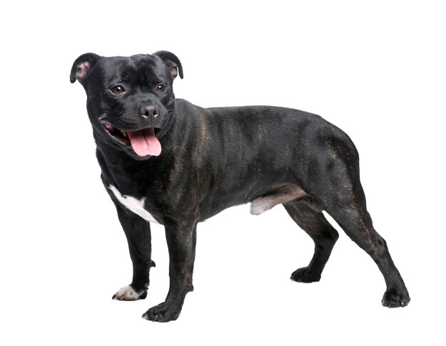 Staffordshire Bull Terrier