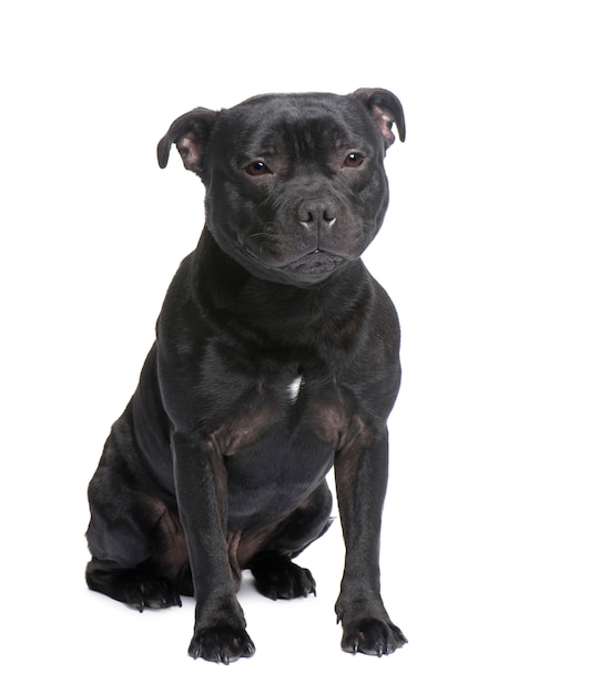 Staffordshire Bull Terrier