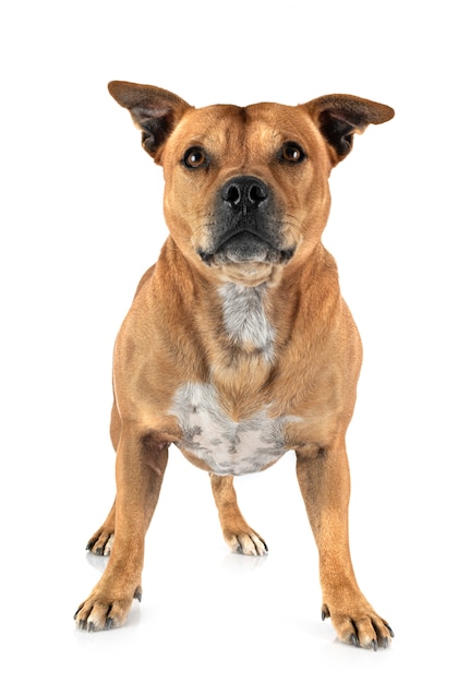 Staffordshire Bull Terrier