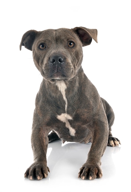 Staffordshire Bull Terrier