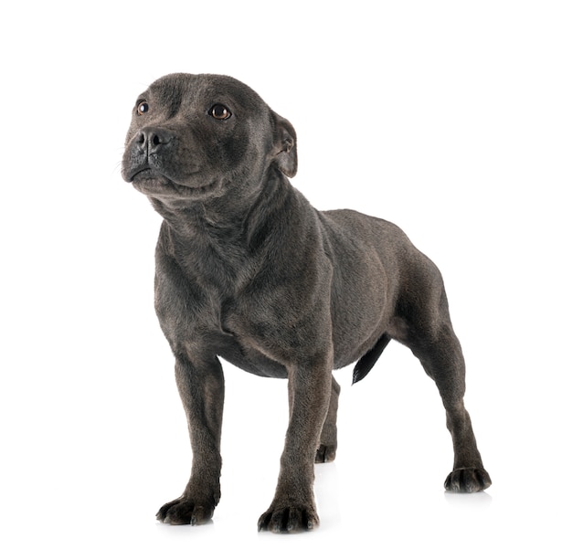 Staffordshire Bull Terrier