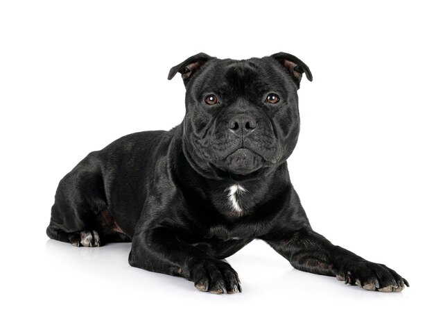 Staffordshire Bull Terrier