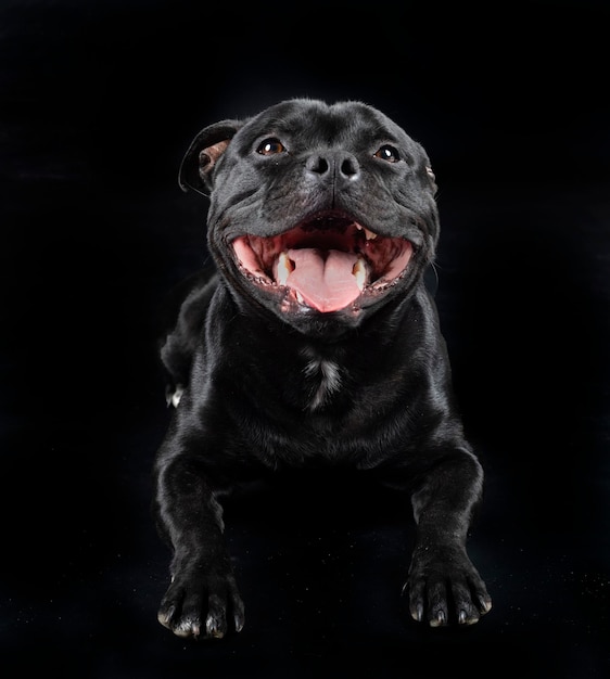 Staffordshire Bull Terrier