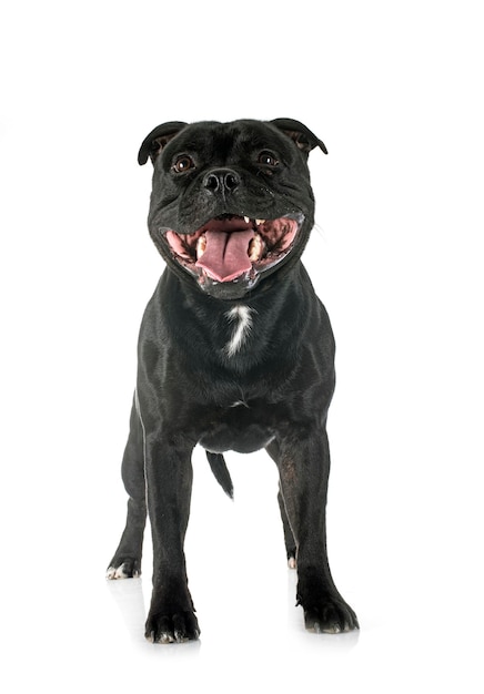 Staffordshire Bull Terrier