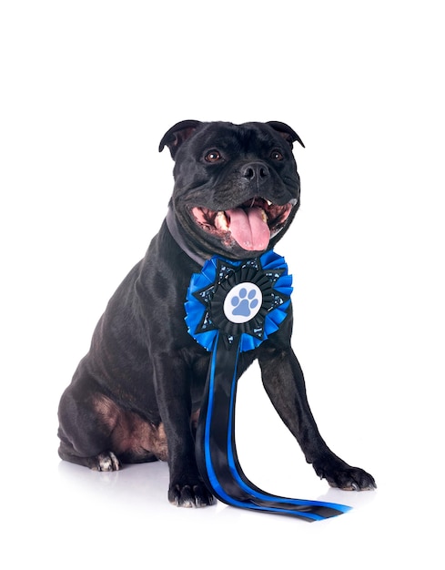 Staffordshire bull terrier