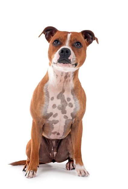 Staffordshire bull terrier
