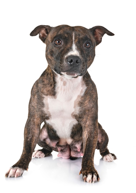 staffordshire bull terrier