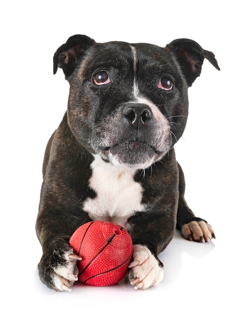 staffordshire bull terrier