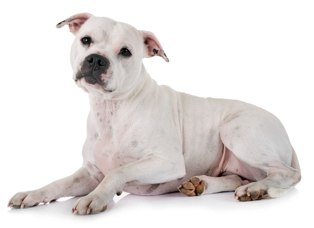 Staffordshire Bull Terrier