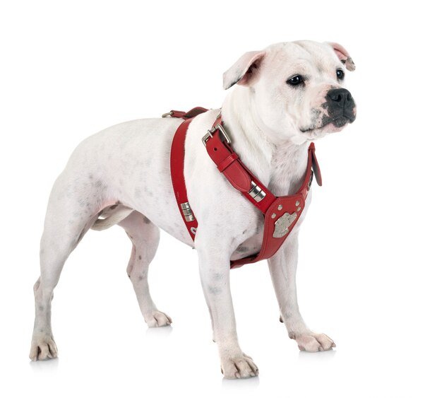 Staffordshire Bull Terrier