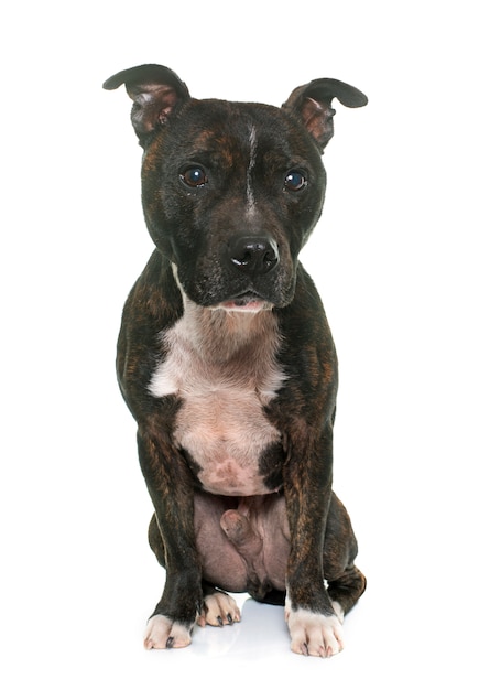 Staffordshire Bull Terrier