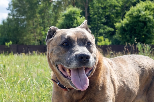 Staffordshire Terrier w polu portret z bliska