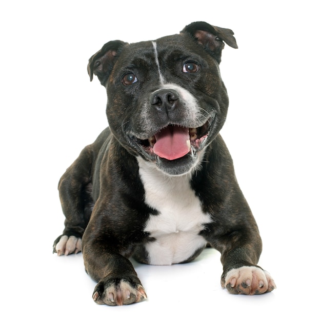 stafforshire bull terrier