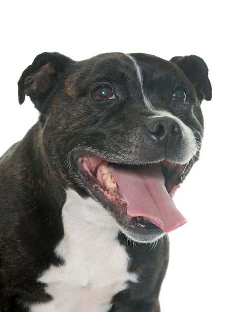 stafforshire bull terrier