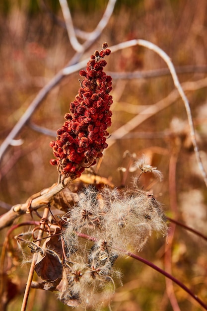 Staghorn sumak i strąki nasion bawełny milkweed na jesiennych polach