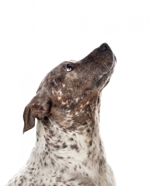 Stanford Bull terrier pozowanie