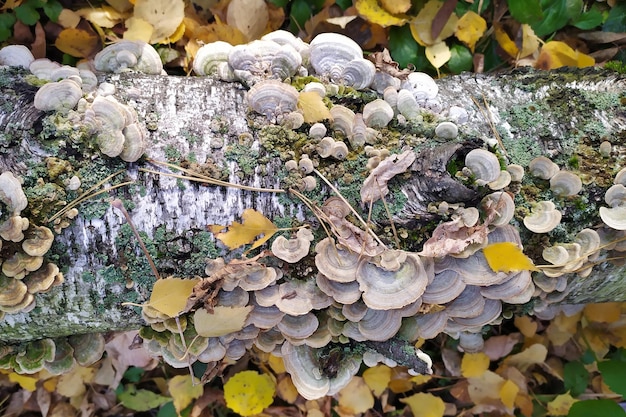 Zdjęcie stara brzoza z mchem grzybowym i opadłymi żółtymi liśćmi mech i grzyby na drzewie jesienią trichaptum jest dwojaki dziennik z grzybami i mchem fotografowanie w jesiennym lesie