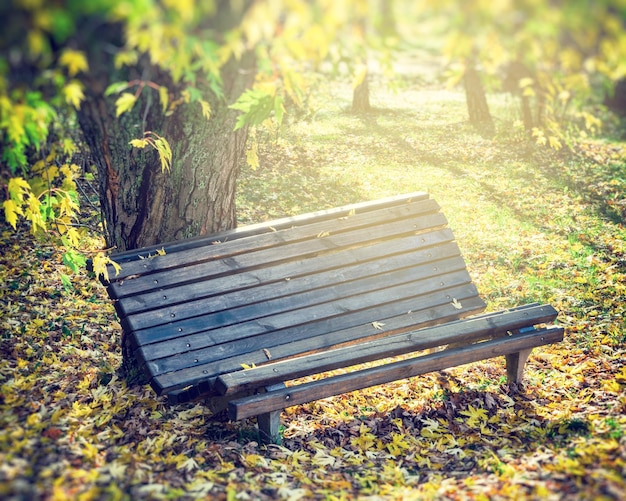 Stara drewniana ławka w słonecznym jesiennym parku