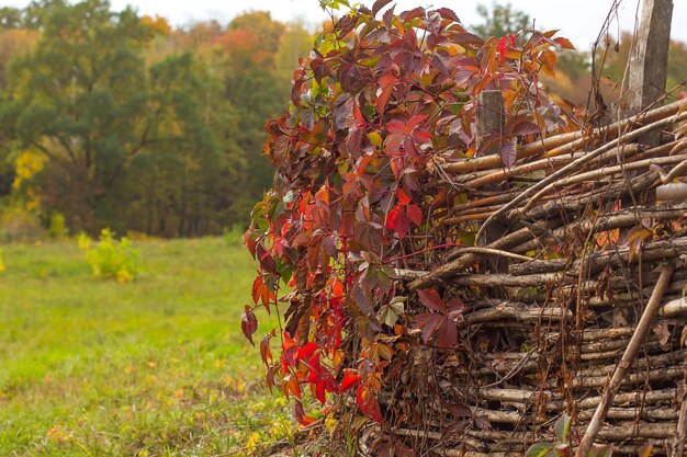 Stara drewniana puszka z gałęzi oplecionych winogronami z czerwonymi jesiennymi liśćmi