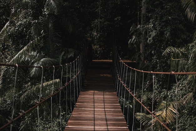 Zdjęcie stara drewniana ścieżka do natury jest to chodnik używany do odkrywania i uczenia się o stworzeniach tropikalnych lasów deszczowych