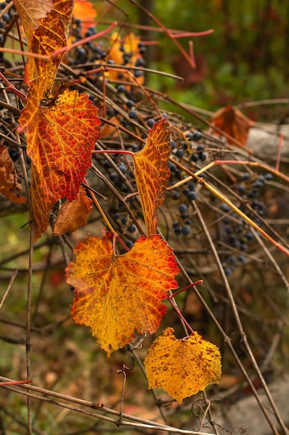 Stara drewniana winorośl opleciona dojrzałymi winogronami z niebieskimi jagodami i pomarańczowo-żółto-czerwonymi liśćmi jesienią