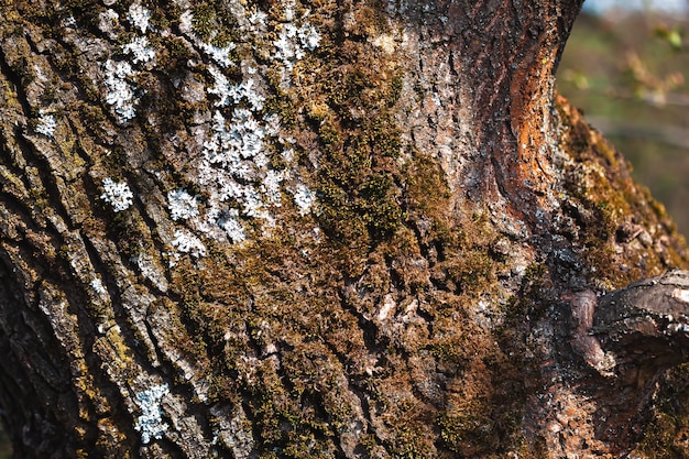 Stara kora drzewa dla naturalnej tekstury