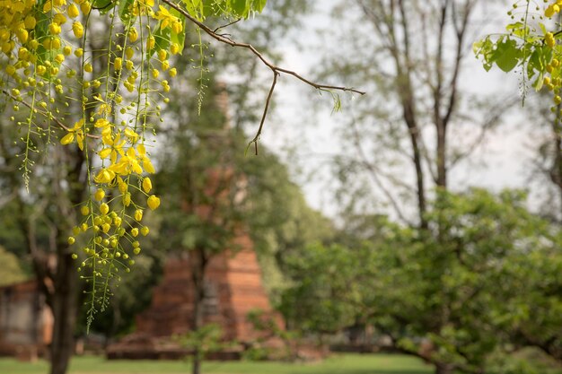 Stara Piękna Tajska świątynia Wat Mahathat Ayutthaya Historical Park Ayutthaya Thailand