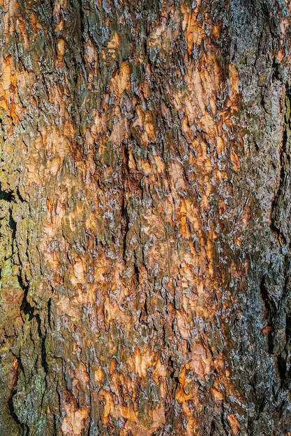 Stara Tekstura Kory Drzewa Czerwona Sosna W świetle Słonecznym Zbliżenie Pomysł Na Naturalne Tło