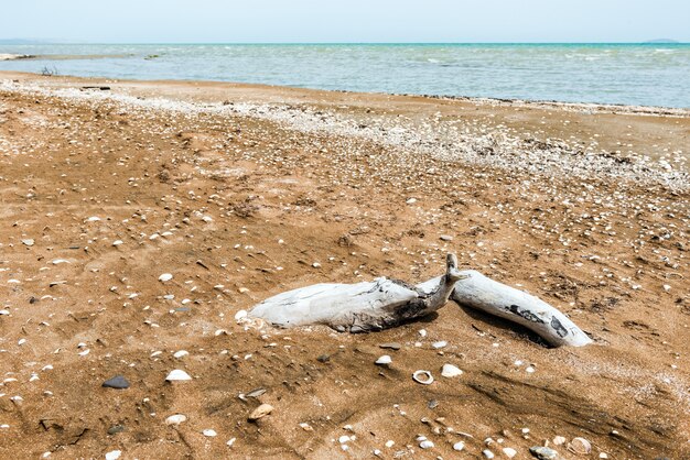 Stare drewno dryfujące nad brzegiem morza