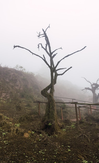 Stare drzewa, duże skały i zielone rośliny w mglisty dzień w rezerwacie narodowym Lomas de Lachay, chronione ar