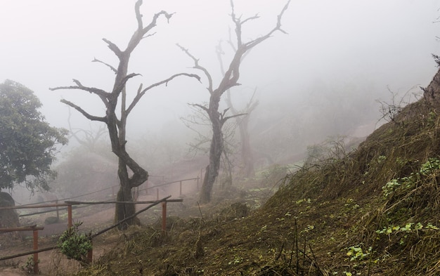 Stare drzewa, duże skały i zielone rośliny w mglisty dzień w rezerwacie narodowym Lomas de Lachay, Lima Peru