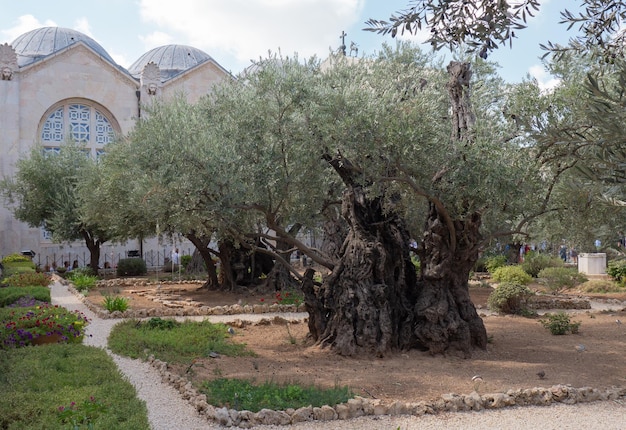 Stare drzewa oliwne w ogrodzie Getsemani Jerozolima Zdjęcia wysokiej jakości
