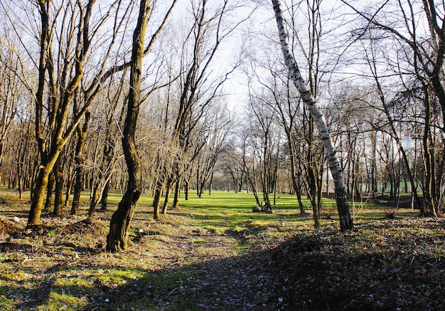 Zdjęcie stare drzewa w parku.