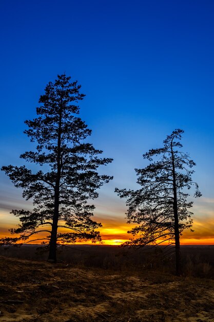 Stare drzewo na tle nieba o zachodzie słońca