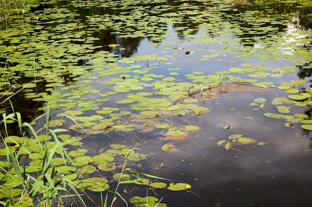 Stare Jezioro Z Rosnącymi Liliami Wodnymi