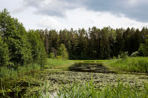 Stare Jezioro Z Rosnącymi Liliami Wodnymi